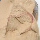 Cambrian fossil Cricocosmia jinningensis , professional teaching,cool #q3