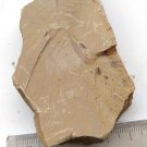 Cambrian fossil Cricocosmia jinningensis , professional teaching,cool #q4