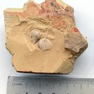 Cambrian fossil Diandongia pista, professional teaching,cool #q7