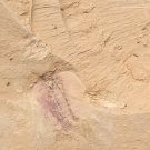 Cambrian fossil Naraoia spinosa neg, professional teaching,cool #q8