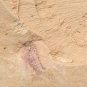 #Cambrian fossil Naraoia spinosa neg, professional teaching,cool #q8