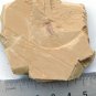#Cambrian fossil Naraoia spinosa neg, professional teaching,cool #q8