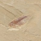 Cambrian fossil Leanchoilia illecebrosa neg, professional teaching,cool #q12