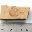 Cambrian fossil Heliomedusa orienta  , professional teaching,cool #q17
