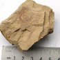 Cambrian fossil sponge  , professional teaching,cool #q19