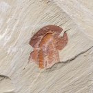 Cambrian fossil Naraoia spinosa neg, professional teaching,cool #q21