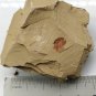 #Cambrian fossil Naraoia spinosa neg, professional teaching,cool #q21