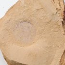 Cambrian fossil Heliomedusa orienta  , professional teaching,cool #q28