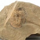 Ordovician fossil trilobite unknown ,teaching,very cool #q34