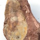 Ordovician fossil trilobite unknown ,teaching,very cool #q35