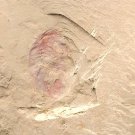 Cambrian fossil Panlongia tetranodusa neg  , professional teaching,cool #q38