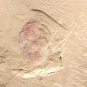#Cambrian fossil Panlongia tetranodusa neg  , professional teaching,cool #q38