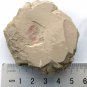 #Cambrian fossil Panlongia tetranodusa neg  , professional teaching,cool #q38