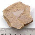 Cambrian fossil Isoxys paradoxus, professional teaching,cool #q40