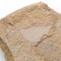 #Cambrian fossil Isoxys paradoxus, professional teaching,cool #q40