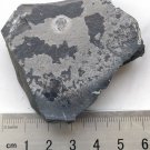 Cambrian fossil Trilobite Malungia laevigata ,very cool #q41