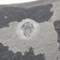 #Cambrian fossil Trilobite Malungia laevigata ,very cool #q41