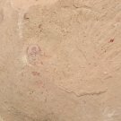 Ordovician fossil trilobite Palaeolenus lanlenoisi,teaching,very cool #q42