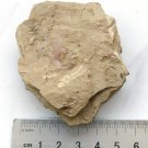 Cambrian fossil Guangweicaris spinatus , professional teaching,cool #q44