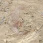 #Cambrian fossil Guangweicaris spinatus , professional teaching,cool #q44