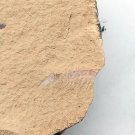 Cambrian fossil Leanchoilia illecebrosa , professional teaching,cool #q45