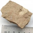 Cambrian fossil trilobite Redlichia mansuyi , professional teaching #q46