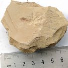 Cambrian fossil Leanchoilia illecebrosa , professional teaching,cool #q49