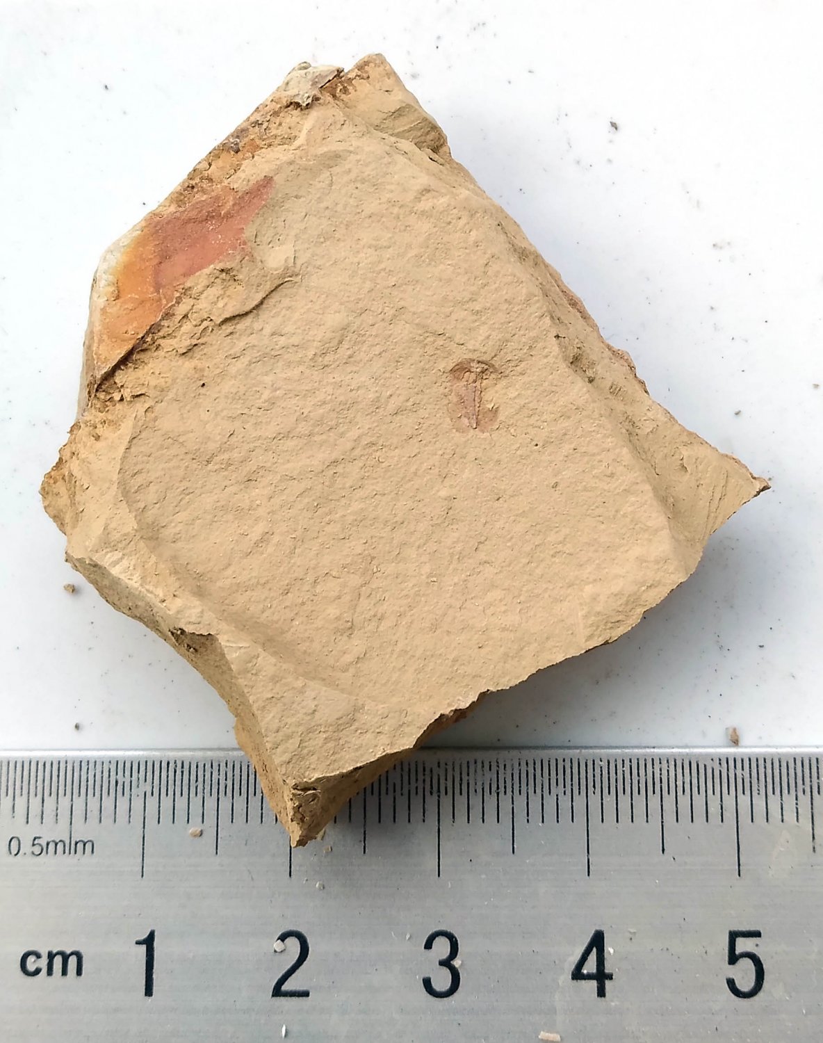 #Cambrian fossil Naraoia spinosa , professional teaching,cool #q53