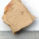 Cambrian fossil Naraoia spinosa , professional teaching,cool #q53