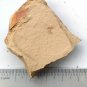 #Cambrian fossil Naraoia spinosa , professional teaching,cool #q53