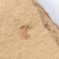 #Cambrian fossil Naraoia spinosa , professional teaching,cool #q53