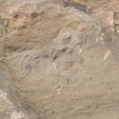 Cambrian fossil Bradoriida  , professional teaching,cool #q54