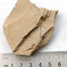 Cambrian fossil Maotianshania, professional teaching,cool #q55