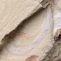 #Cambrian fossil Maotianshania, professional teaching,cool #q55