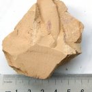 Cambrian fossil Leanchoilia illecebrosa , professional teaching,cool #q56