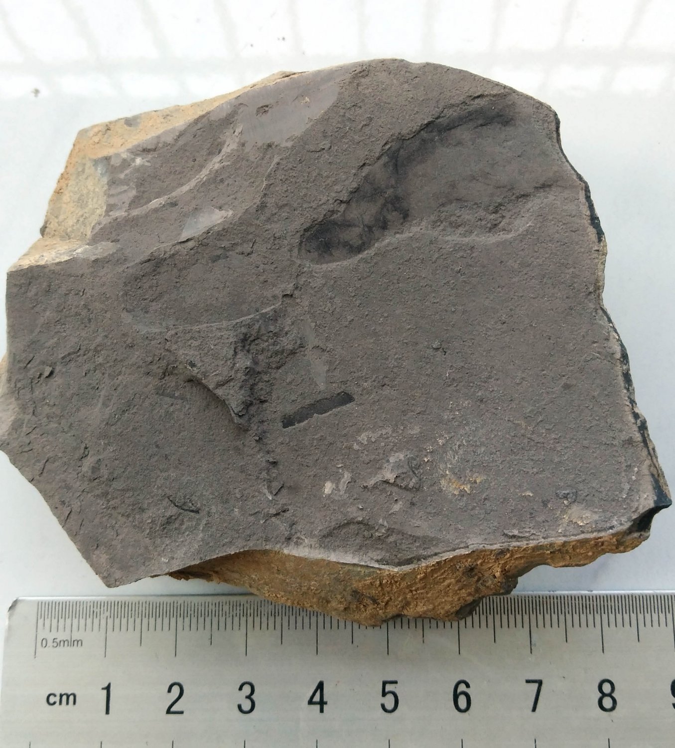 #Ediacara Biota fossil unknown creature ,teaching. #q63