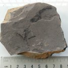 Ediacara Biota fossil unknown creature ,teaching. #q63