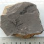 #Ediacara Biota fossil unknown creature ,teaching. #q63