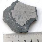 Cambrian fossil Trilobite Malungia laevigata ,very cool #q66