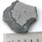 #Cambrian fossil Trilobite Malungia laevigata ,very cool #q66