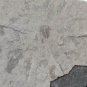 #Cambrian fossil Trilobite Malungia laevigata ,very cool #q66