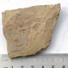 Cambrian fossil Vetulicola , professional teaching,cool #q73