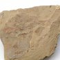 #Cambrian fossil Vetulicola , professional teaching,cool #q73