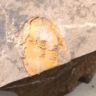 Ordovician fossil trilobite Tsinania,teaching,cool,  #q75