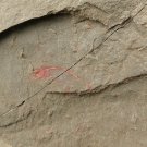 Cambrian fossil Anomalocaris , professional teaching,cool #p03