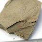 Cambrian fossil Anomalocaris , professional teaching,cool #p03