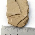 Cambrian fossil Sicyophorus rara, professional teaching,cool #p05