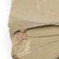 #Cambrian fossil Sicyophorus rara, professional teaching,cool #p05