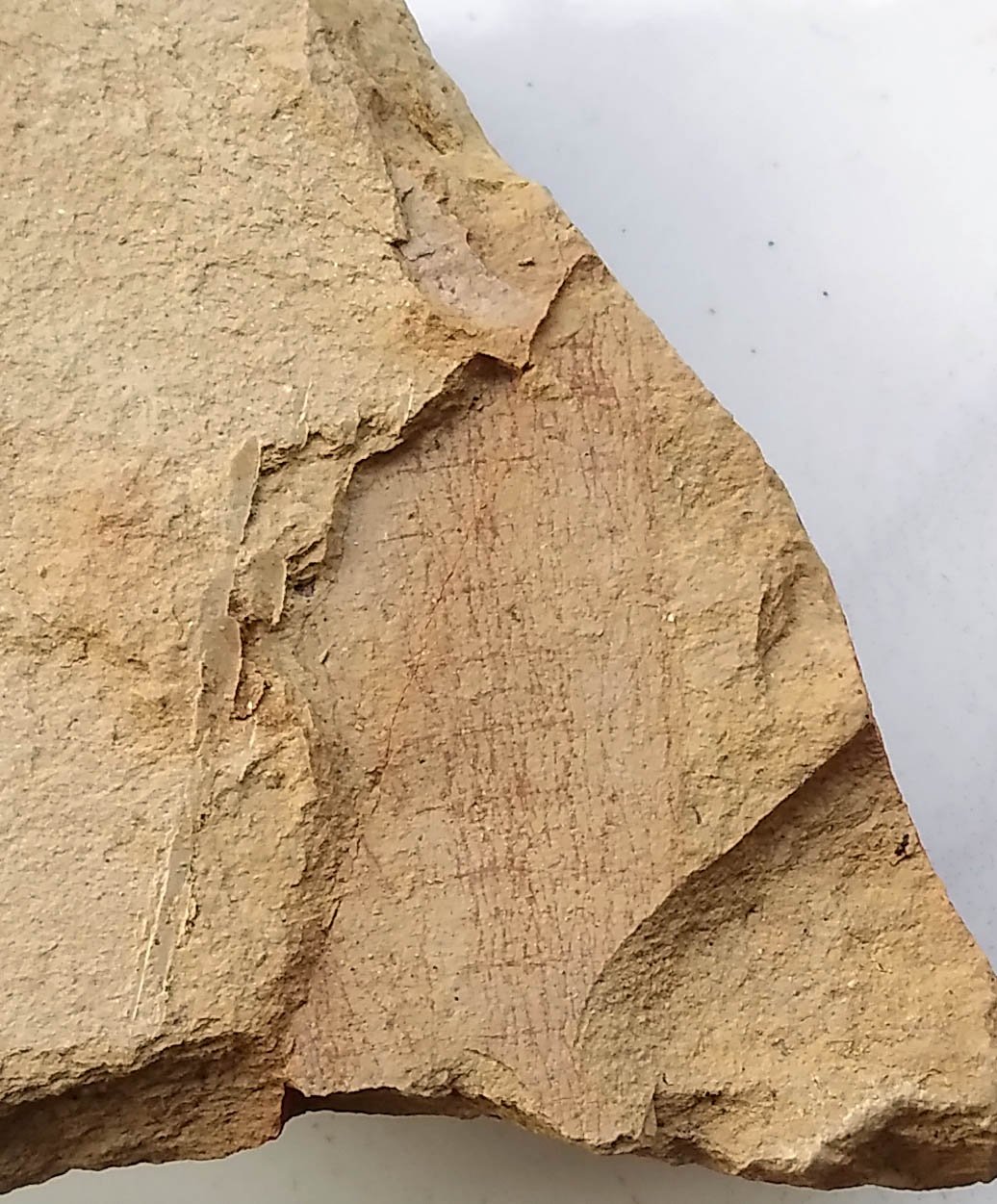 Cambrian fossil sponge, professional teaching,cool #p06
