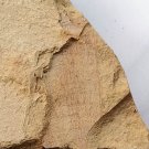 Cambrian fossil sponge, professional teaching,cool #p06